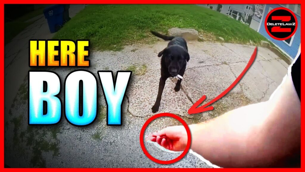 Police Shoot Family Dog | Shocking Body Cam Footage